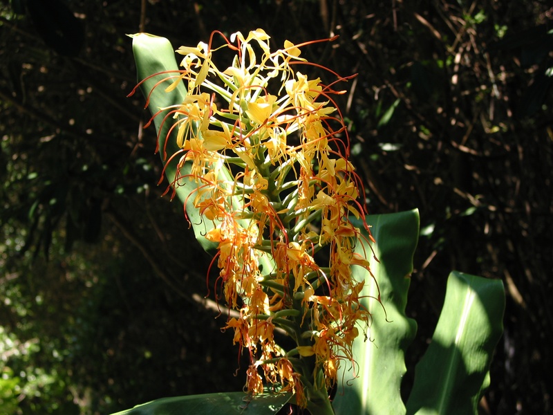 A cluster of yellow and orange tubular flowers against dark foliage, rendered in a muted two-tone duotone style